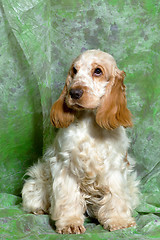 Image showing beige English Cocker Spaniel puppy