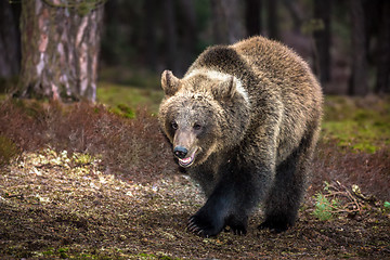 Image showing brown bear (Ursus arctos) in winter forest