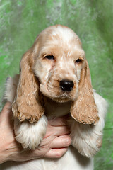 Image showing beige English Cocker Spaniel puppy