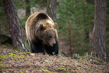 Image showing brown bear (Ursus arctos) in winter forest