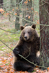 Image showing brown bear (Ursus arctos) in winter forest