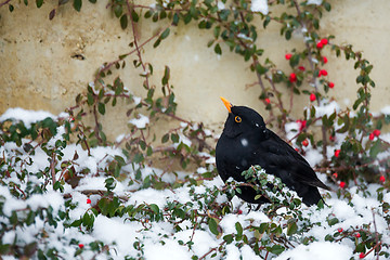 Image showing male of Common blackbird