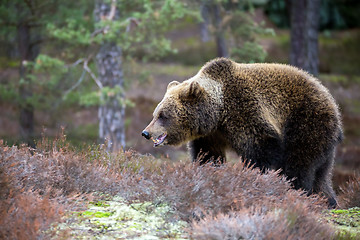 Image showing brown bear (Ursus arctos) in winter forest