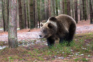 Image showing brown bear (Ursus arctos) in winter forest