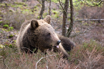 Image showing brown bear (Ursus arctos) in winter forest