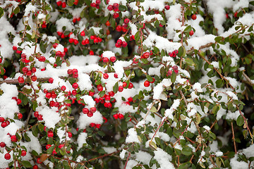 Image showing winter background with red gaultheria and snow