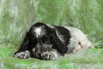 Image showing blue English Cocker Spaniel puppy