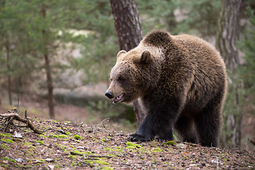 Image showing brown bear (Ursus arctos) in winter forest