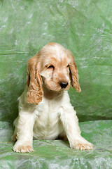 Image showing beige English Cocker Spaniel puppy