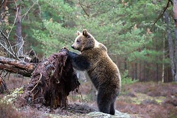 Image showing brown bear (Ursus arctos) in winter forest