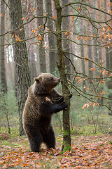 Image showing brown bear (Ursus arctos) in winter forest