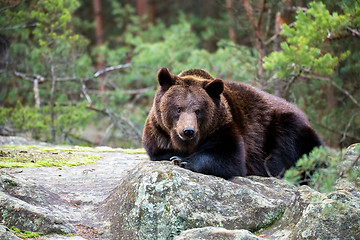 Image showing brown bear (Ursus arctos) in winter forest