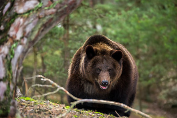 Image showing brown bear (Ursus arctos) in winter forest