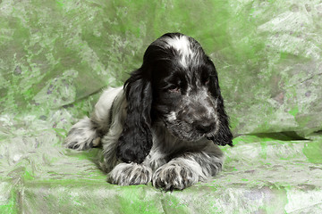 Image showing blue English Cocker Spaniel puppy