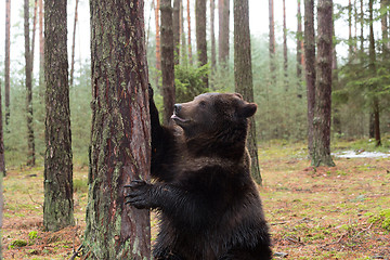 Image showing brown bear (Ursus arctos) in winter forest