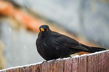 Image showing male of Common blackbird