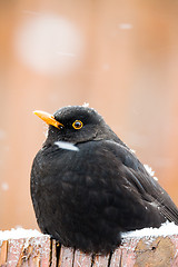 Image showing male of Common blackbird