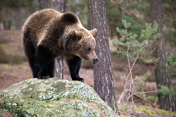 Image showing brown bear (Ursus arctos) in winter forest