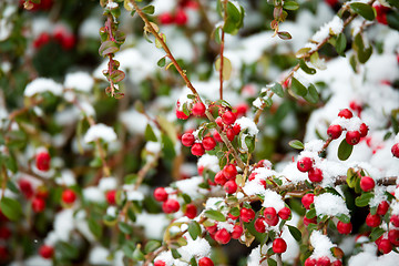 Image showing winter background with red gaultheria and snow