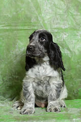 Image showing blue English Cocker Spaniel puppy