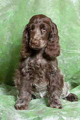 Image showing brown English Cocker Spaniel puppy