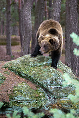 Image showing brown bear (Ursus arctos) in winter forest