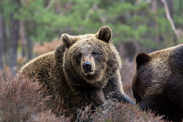 Image showing brown bear (Ursus arctos) in winter forest