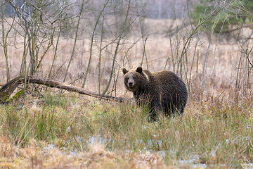 Image showing brown bear (Ursus arctos) in winter forest