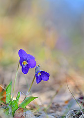 Image showing Viola odorata flowers blooming