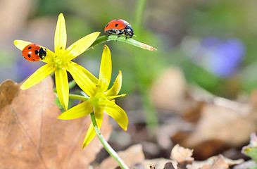 Image showing Ladybugs on spring  flowers in forest