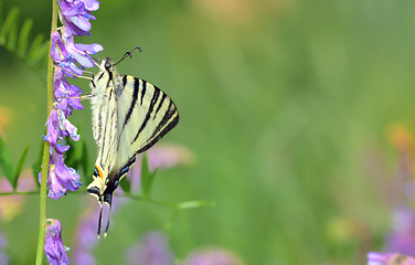 Image showing Scarce swallowtail (Iphiclides podalirius)