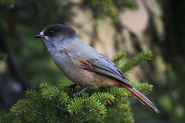 Image showing siberian jay