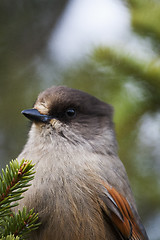 Image showing siberian jay