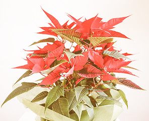 Image showing Retro looking Poinsettia Christmas star