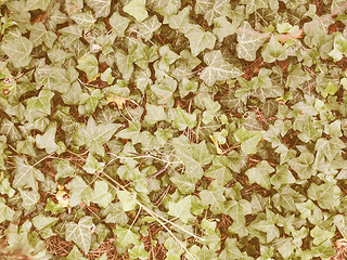 Image showing Retro looking Ivy leaves