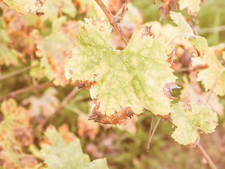 Image showing Retro looking Vitis plant leaf