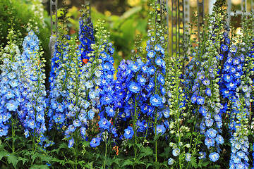 Image showing blue delphinium flower