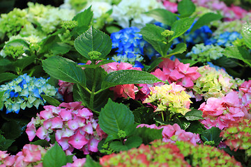 Image showing hortensia flowers background