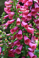 Image showing digitalis flowers background