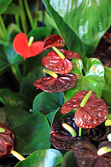 Image showing Flamingo lilies red