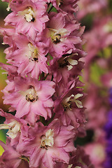 Image showing violet consolida flowers