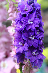 Image showing violet consolida flowers