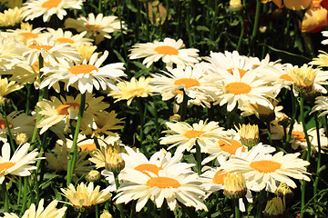 Image showing white marguerite flower background