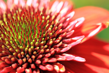 Image showing orange dahlia detail