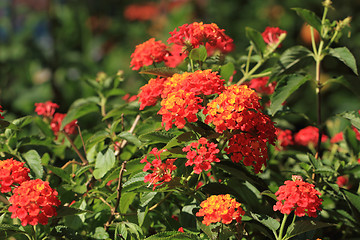 Image showing orange verbana flowers