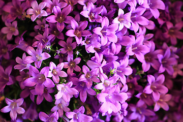 Image showing blue bell-flowers background