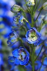 Image showing blue delphinium flower