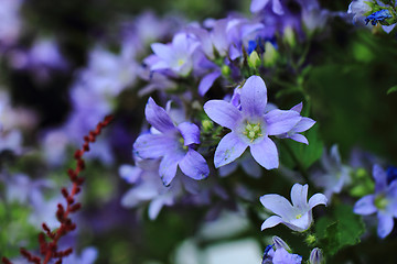 Image showing blue bell-flowers background