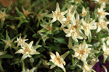 Image showing edelweiss alp flower
