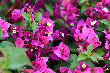 Image showing bougainvillea flowers background